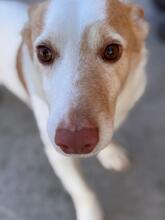 ROCKY, Hund, Podenco Maneto in Spanien - Bild 4