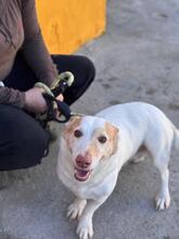 ROCKY, Hund, Podenco Maneto in Spanien - Bild 5