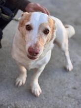 ROCKY, Hund, Podenco Maneto in Spanien - Bild 6