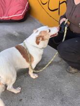 ROCKY, Hund, Podenco Maneto in Spanien - Bild 7