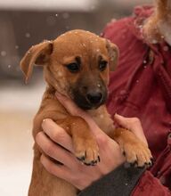 OHANA, Hund, Dackel-Terrier-Mix in Ungarn - Bild 1