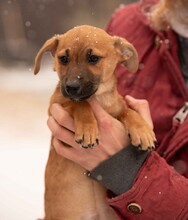 OHANA, Hund, Dackel-Terrier-Mix in Ungarn - Bild 10