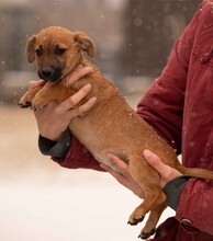 OHANA, Hund, Dackel-Terrier-Mix in Ungarn - Bild 11