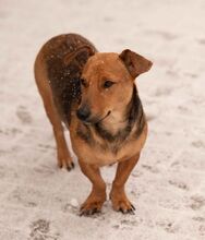 OHANA, Hund, Dackel-Terrier-Mix in Ungarn - Bild 12