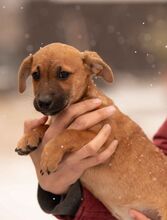 OHANA, Hund, Dackel-Terrier-Mix in Ungarn - Bild 4