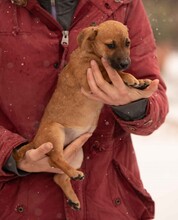 OHANA, Hund, Dackel-Terrier-Mix in Ungarn - Bild 5