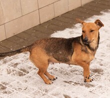 OHANA, Hund, Dackel-Terrier-Mix in Ungarn - Bild 7