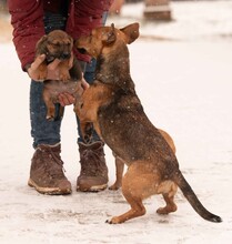 OHANA, Hund, Dackel-Terrier-Mix in Ungarn - Bild 8