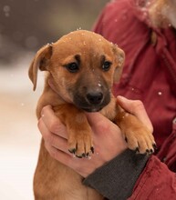 OHANA, Hund, Dackel-Terrier-Mix in Ungarn - Bild 9