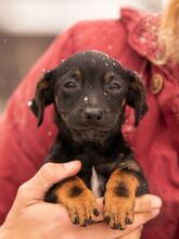 OLEA, Hund, Dackel-Terrier-Mix in Ungarn - Bild 1