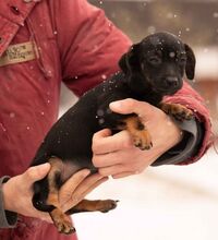 OLEA, Hund, Dackel-Terrier-Mix in Ungarn - Bild 2