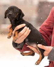 OLEA, Hund, Dackel-Terrier-Mix in Ungarn - Bild 3