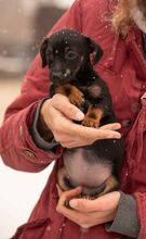 OLEA, Hund, Dackel-Terrier-Mix in Ungarn - Bild 4