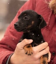 OLEA, Hund, Dackel-Terrier-Mix in Ungarn - Bild 5