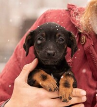 OLEA, Hund, Dackel-Terrier-Mix in Ungarn - Bild 6