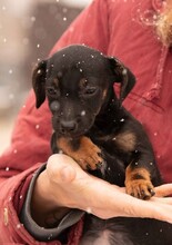 OLEA, Hund, Dackel-Terrier-Mix in Ungarn - Bild 7