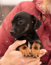 OLEA, Hund, Dackel-Terrier-Mix in Ungarn - Bild 8