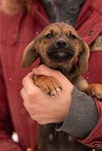 OONA, Hund, Dackel-Terrier-Mix in Ungarn - Bild 1