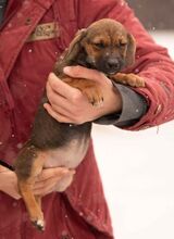 OONA, Hund, Dackel-Terrier-Mix in Ungarn - Bild 2