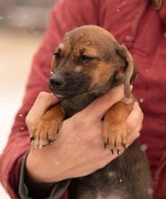 OONA, Hund, Dackel-Terrier-Mix in Ungarn - Bild 3