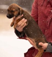 OONA, Hund, Dackel-Terrier-Mix in Ungarn - Bild 4