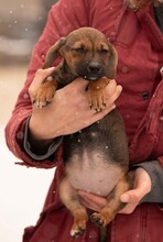 OONA, Hund, Dackel-Terrier-Mix in Ungarn - Bild 5