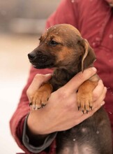 OONA, Hund, Dackel-Terrier-Mix in Ungarn - Bild 6