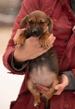 OONA, Hund, Dackel-Terrier-Mix in Ungarn - Bild 7