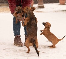 OONA, Hund, Dackel-Terrier-Mix in Ungarn - Bild 9