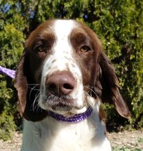 CATO, Hund, Spaniel-Mix in Zypern - Bild 1