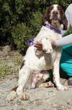 CATO, Hund, Spaniel-Mix in Zypern - Bild 10