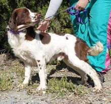 CATO, Hund, Spaniel-Mix in Zypern - Bild 11