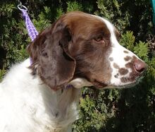 CATO, Hund, Spaniel-Mix in Zypern - Bild 2