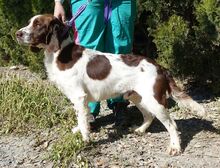 CATO, Hund, Spaniel-Mix in Zypern - Bild 3