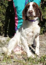 CATO, Hund, Spaniel-Mix in Zypern - Bild 4