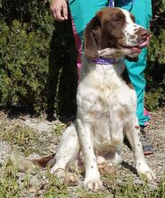 CATO, Hund, Spaniel-Mix in Zypern - Bild 5