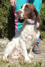 CATO, Hund, Spaniel-Mix in Zypern - Bild 6