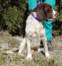 CATO, Hund, Spaniel-Mix in Zypern - Bild 7