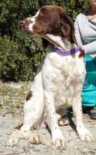 CATO, Hund, Spaniel-Mix in Zypern - Bild 9