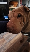 OERA, Hund, Shar Pei in Berlin - Bild 1