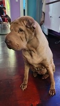 OERA, Hund, Shar Pei in Berlin - Bild 3