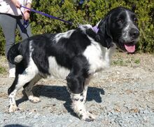 CURD, Hund, Spaniel-Mix in Zypern - Bild 10