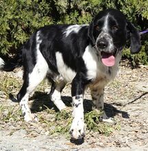 CURD, Hund, Spaniel-Mix in Zypern - Bild 11