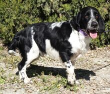 CURD, Hund, Spaniel-Mix in Zypern - Bild 2