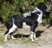 CURD, Hund, Spaniel-Mix in Zypern - Bild 3