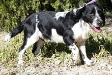 CURD, Hund, Spaniel-Mix in Zypern - Bild 4