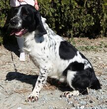 CURD, Hund, Spaniel-Mix in Zypern - Bild 5