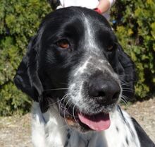 CURD, Hund, Spaniel-Mix in Zypern - Bild 6