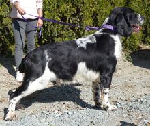 CURD, Hund, Spaniel-Mix in Zypern - Bild 9