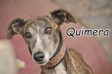 QUIMERA, Hund, Galgo Español in Östringen - Bild 1